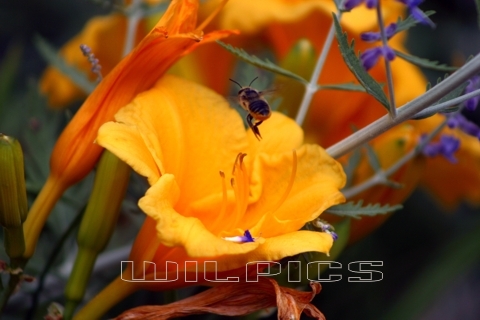 WILPICS Photo Gallery